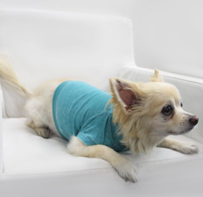 Doggy Tee (Color: Peacock, size: medium)